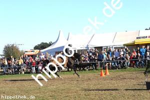 2016-09-18:  bei Reitturnier in Crivitz