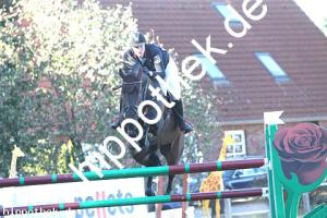 2016-09-18: Caiser Cash  bei Reitturnier in Crivitz