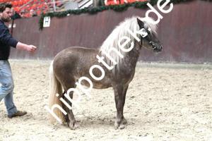 2017-04-05: v.Xente v.'t heut - Fury  bei Körung in Redefin