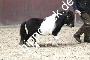 2017-04-05: Kamikate vom Ellernbrook  bei Körung in Redefin