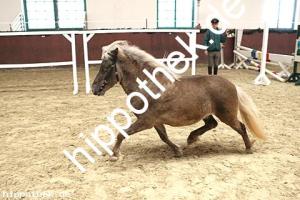 2017-04-05: v.Xente v.'t heut - Fury  bei Körung in Redefin