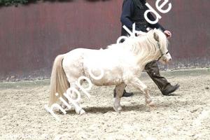 2017-04-05: More Magic vom Ellernbrook  bei Körung in Redefin
