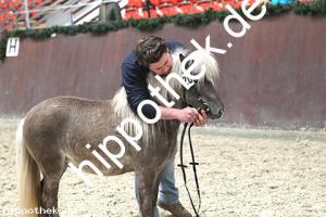 2017-04-05: v.Xente v.'t heut - Fury  bei Körung in Redefin