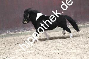 2017-04-05: Kamikate vom Ellernbrook  bei Körung in Redefin