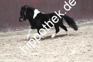 2017-04-05: Kamikate vom Ellernbrook  bei Körung in Redefin