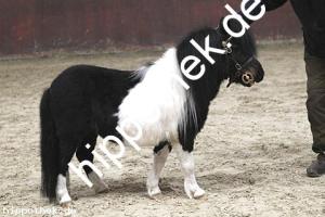 2017-04-05: Kamikate vom Ellernbrook  bei Körung in Redefin