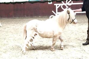 2017-04-05: More Magic vom Ellernbrook  bei Körung in Redefin