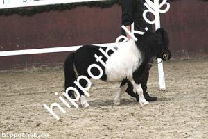 2017-04-05: Kamikate vom Ellernbrook  bei Körung in Redefin