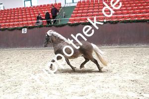 2017-04-05: v.Xente v.'t heut - Fury  bei Körung in Redefin