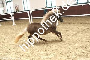 2017-04-05: v.Xente v.'t heut - Fury  bei Körung in Redefin