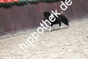 2017-04-05: Kamikate vom Ellernbrook  bei Körung in Redefin