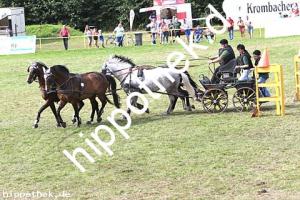 2017-07-30: Bella-Justine, Ferrollin, Aragorn, Astra  bei Reitturnier in Blowatz