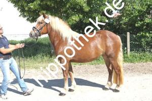 2018-05-25: Luise  bei Stutbuchaufnahme in Sternfeld