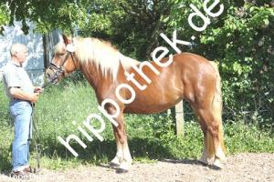 2018-05-25: Luise  bei Stutbuchaufnahme in Sternfeld