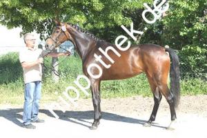 2018-05-25: Zafonie G.  bei Stutbuchaufnahme in Sternfeld