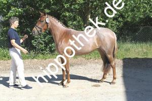 2018-05-25: Funkenmariechen  bei Stutbuchaufnahme in Sternfeld