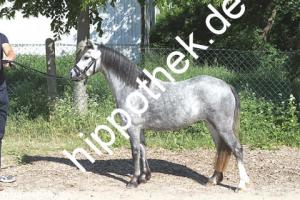 2018-05-25: Glyncoh Unique  bei Stutbuchaufnahme in Sternfeld