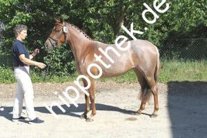 2018-05-25: Funkenmariechen  bei Stutbuchaufnahme in Sternfeld