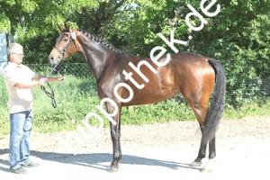 2018-05-25: Zafonie G.  bei Stutbuchaufnahme in Sternfeld