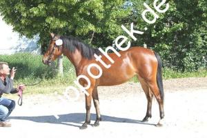 2018-05-25: Sarah  bei Stutbuchaufnahme in Sternfeld