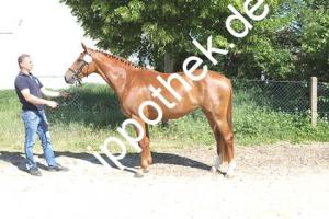 2018-05-25: Queen Ida  bei Stutbuchaufnahme in Sternfeld