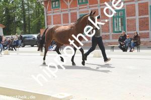 2019-05-15: Wilde  bei Stutbuchaufnahme in Redefin