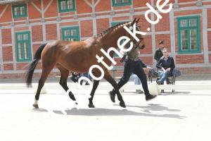 2019-05-15: Wilde  bei Stutbuchaufnahme in Redefin