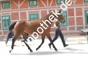 2019-05-15: Wilde  bei Stutbuchaufnahme in Redefin