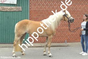 2019-06-11: Lisette-Cles  bei Stutbuchaufnahme in Hirschburg