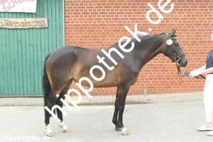 2019-06-11: Peppa  bei Stutbuchaufnahme in Hirschburg