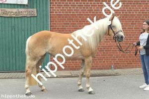 2019-06-11: Lisette-Cles  bei Stutbuchaufnahme in Hirschburg