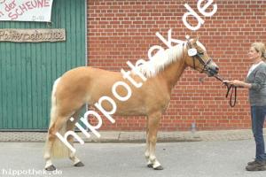 2019-06-11: Visi  bei Stutbuchaufnahme in Hirschburg