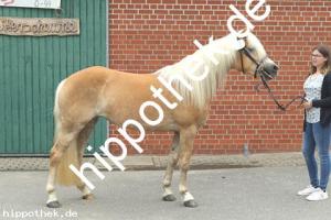 2019-06-11: Lisette-Cles  bei Stutbuchaufnahme in Hirschburg