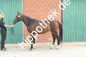 2019-06-11: Mastro's Deyonce  bei Stutbuchaufnahme in Hirschburg