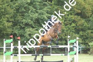 2019-09-01: Charly-Brown  bei Reitturnier in Güstrow