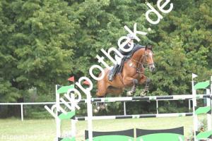 2019-09-01: Lusandero  bei Reitturnier in Güstrow