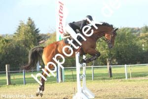 2019-09-28: Castella  bei Reitturnier in Malchow
