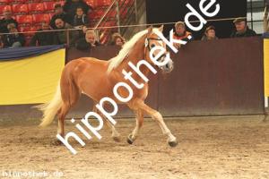 2019-11-07: v.Winterzauber - Stainz  bei Körung PKS in Redefin