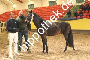 2019-11-07: v.Honeymoon Star - Aramis N  bei Körung PKS in Redefin