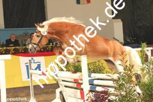 2019-11-07: v.Winterzauber - Stainz  bei Körung PKS in Redefin