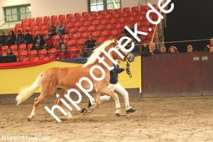 2019-11-07: v.Winterzauber - Stainz  bei Körung PKS in Redefin