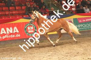 2019-11-07: v.Winterzauber - Stainz  bei Körung PKS in Redefin
