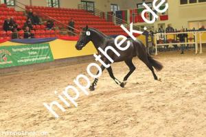 2019-11-07: v.Hurrikan Heros - Manchester  bei Körung PKS in Redefin