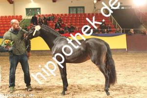 2019-11-07: v.Honeymoon Star - Aramis N  bei Körung PKS in Redefin