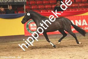 2019-11-07: v.Hurrikan Heros - Manchester  bei Körung PKS in Redefin