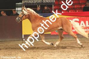 2019-11-07: v.Winterzauber - Stainz  bei Körung PKS in Redefin