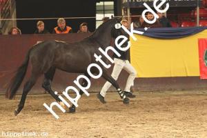 2019-11-07: v.Hurrikan Heros - Manchester  bei Körung PKS in Redefin