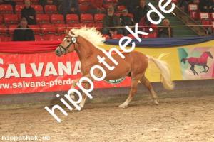 2019-11-07: v.Winterzauber - Stainz  bei Körung PKS in Redefin