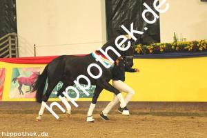 2019-11-09: v.Fürstenball - Zonik  bei Körung  in Redefin