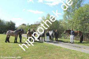 2020-05-20: Landnelke I,Hera,Abendrot ua  bei Stutbuchaufnahme in Göhren-Lebbin